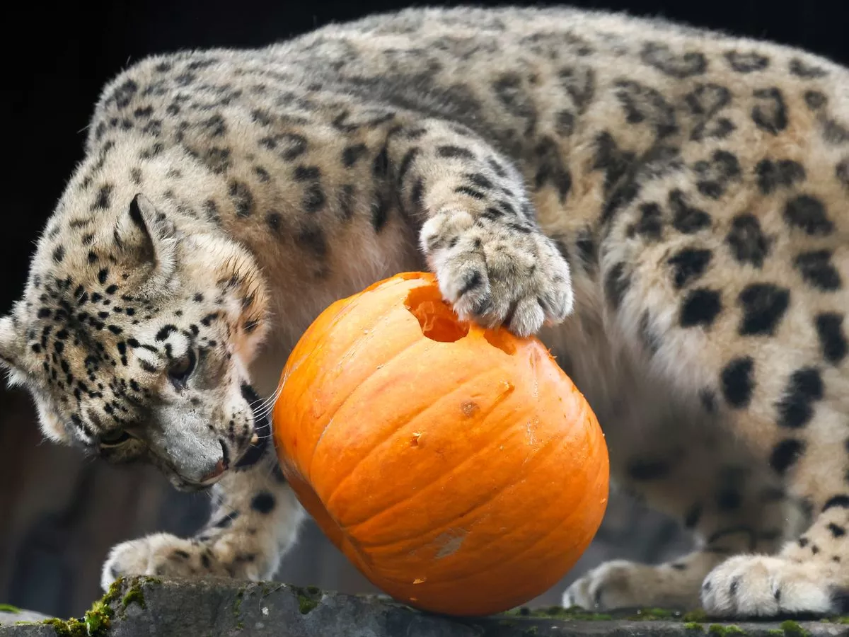 Snow leopard's adorable reaction to pumpkin after wildlife park gives her spooky treat
