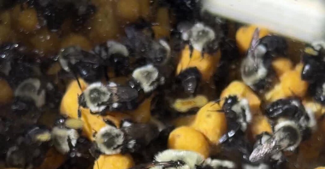 Helping to Save the Bees With Plants in Kansas