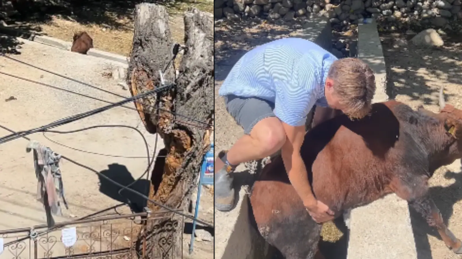 Australian Man Saves Cow Stuck In Gutter In India. Desis Applaud, ‘It Is Good Karma’ | Video