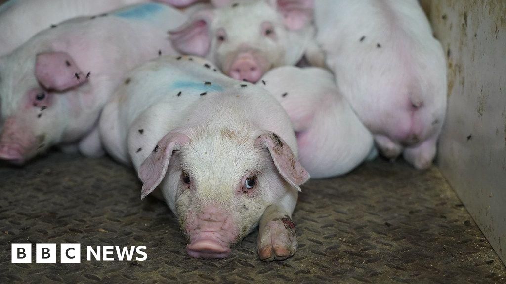 Third Cranswick pig farm at centre of abuse claims