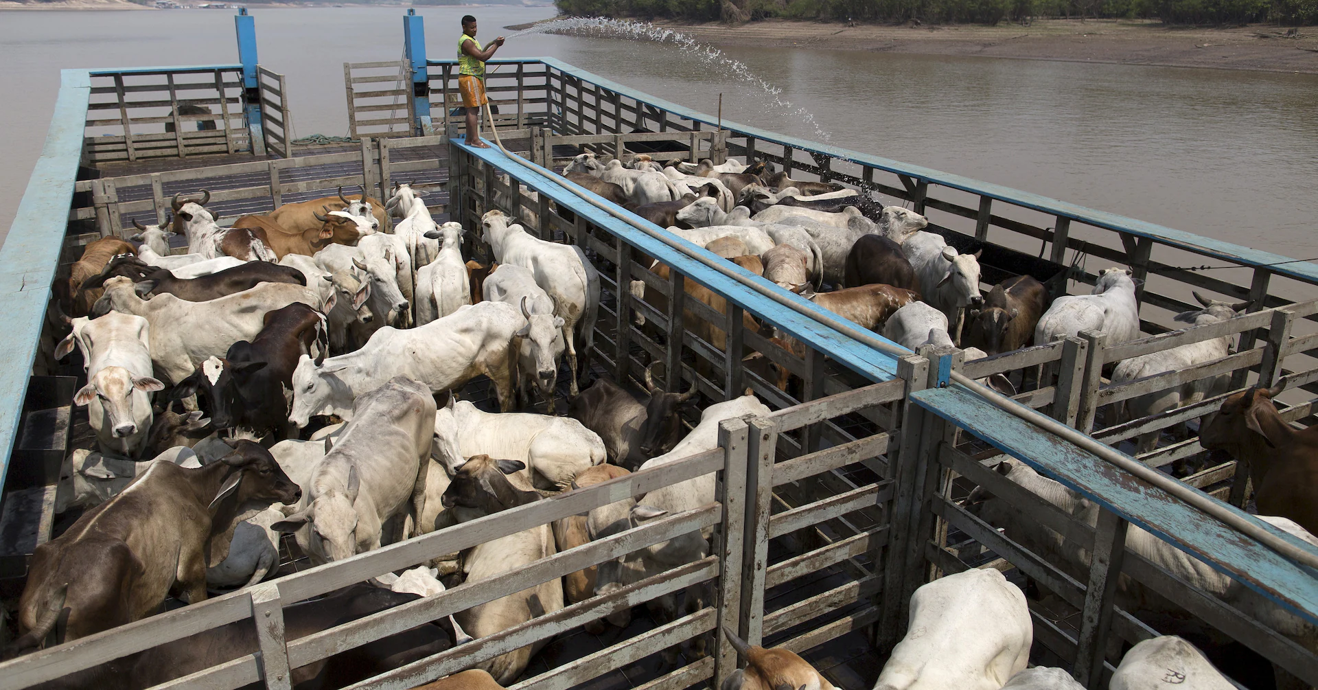 China to buy Brazil's deforestation-free beef, says NGO