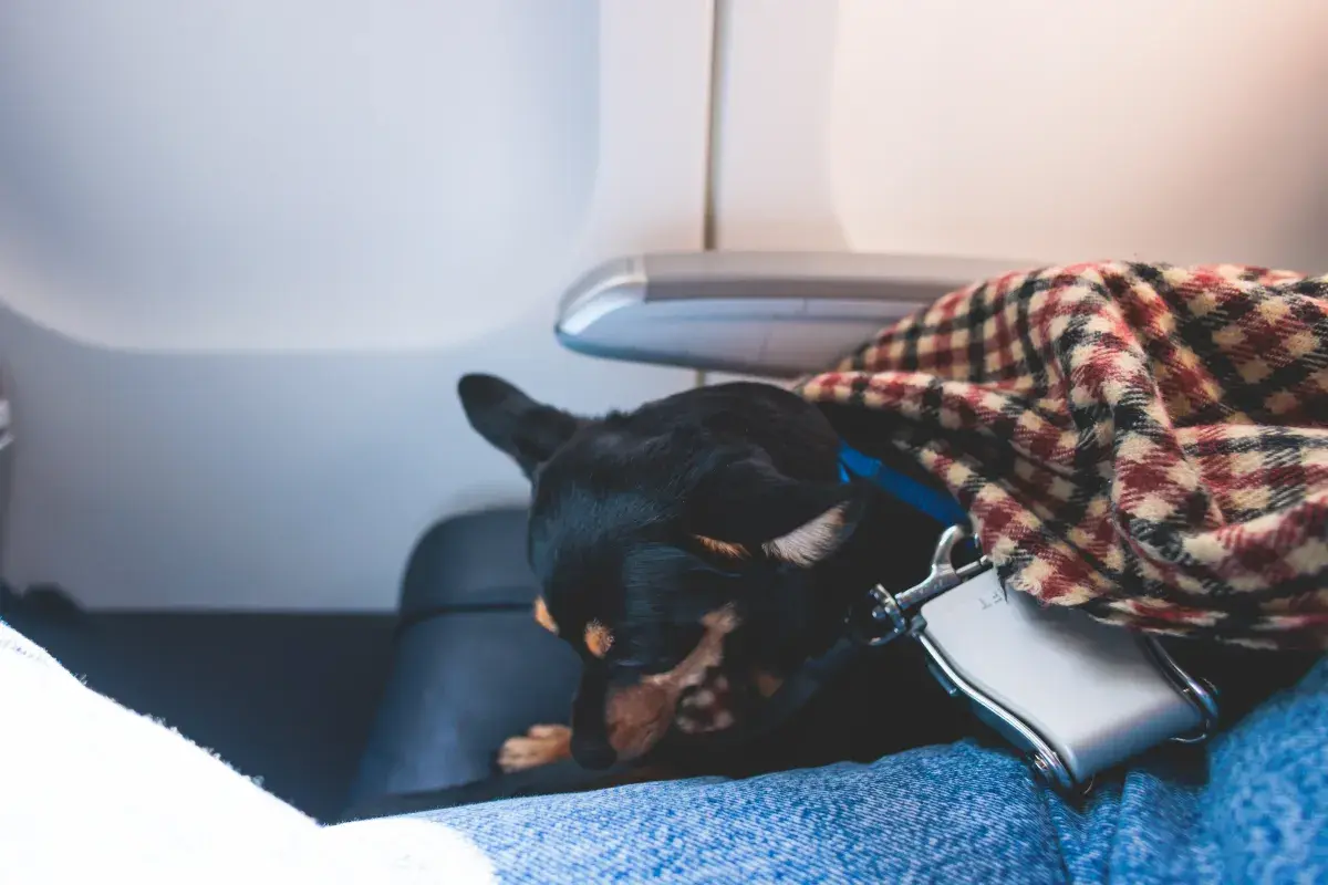 Passenger Boards Flight, Unprepared for What’s Sitting in Front of Them