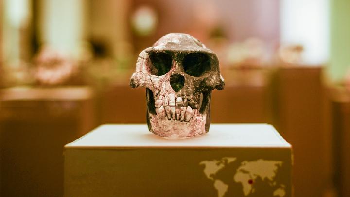 US Study Finds New Evidence Linking Human Evolution to African Ape-Like Ancestors