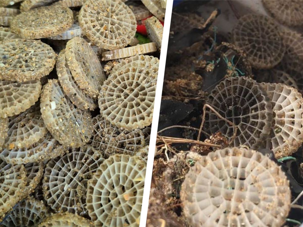 Strange plastic discs spotted along miles of Welsh coastline