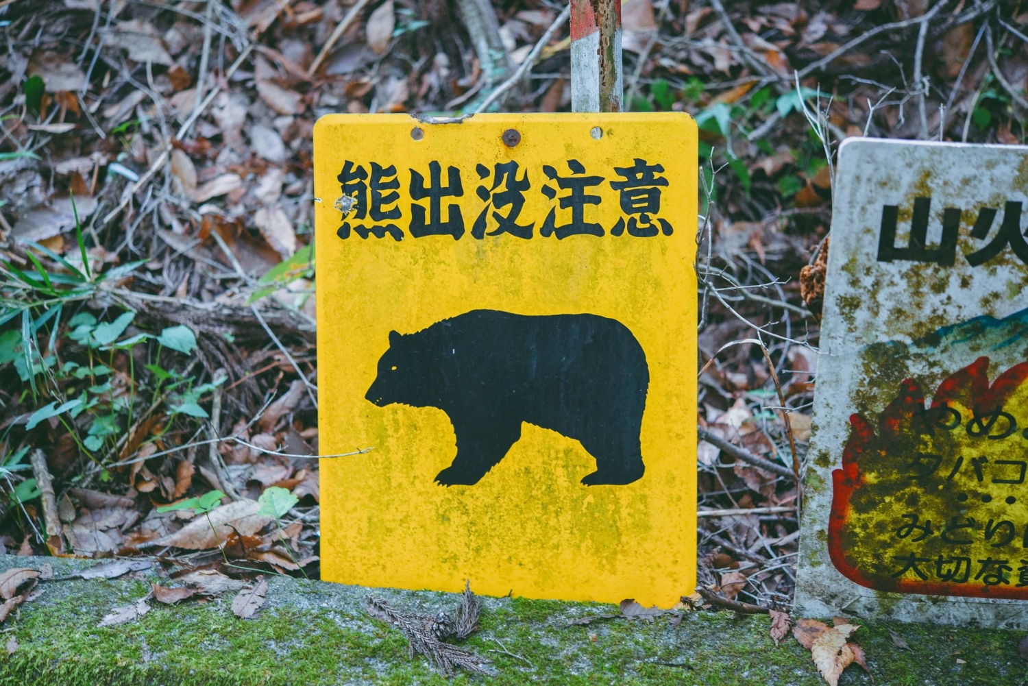Japan vows tougher measures after record bear attack deaths