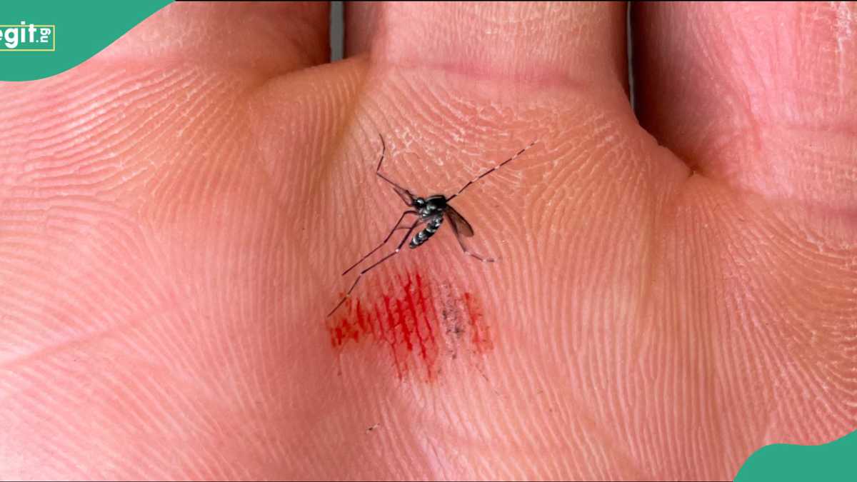 Scientists confirm first mosquito species to survive Iceland’s cold