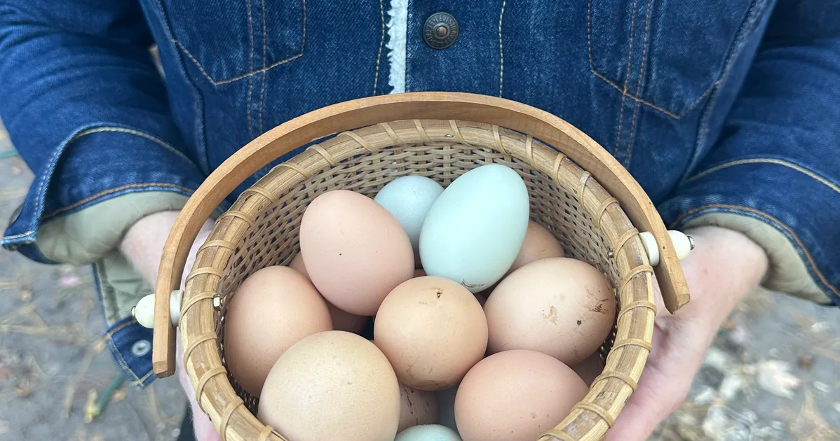 Happy Wife, Happy Life: We Moved Back South & Got Chickens