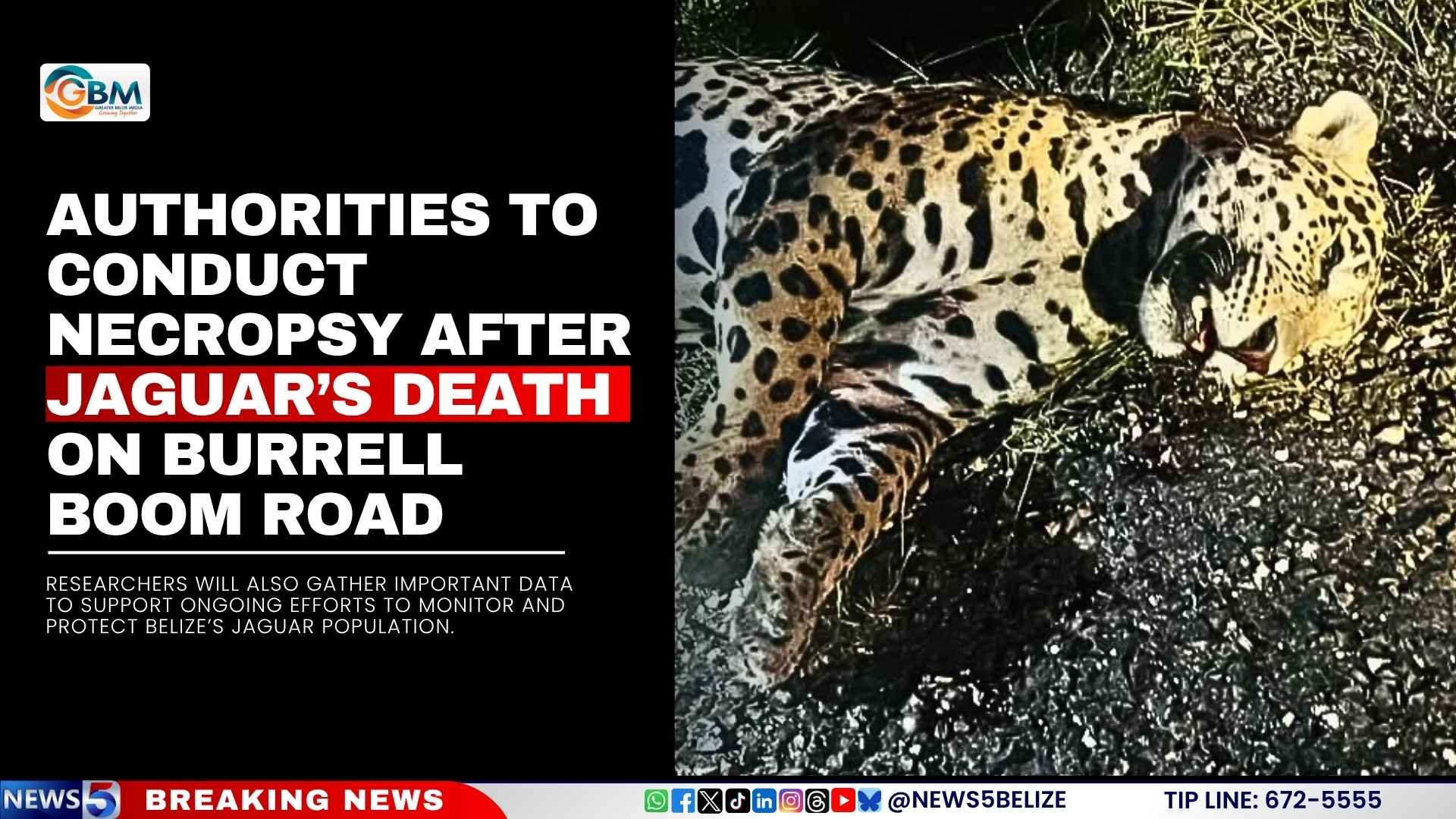 Authorities to Conduct Necropsy After Jaguar’s Death on Burrell Boom Road