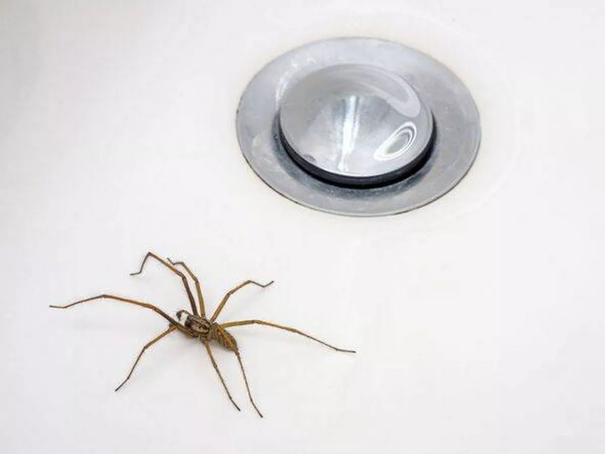Keep spiders out of your home forever with these 5 tips