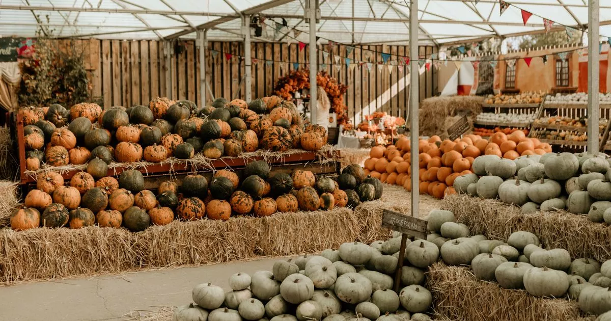 The best places to go pumpkin picking in Cambridgeshire for 2025