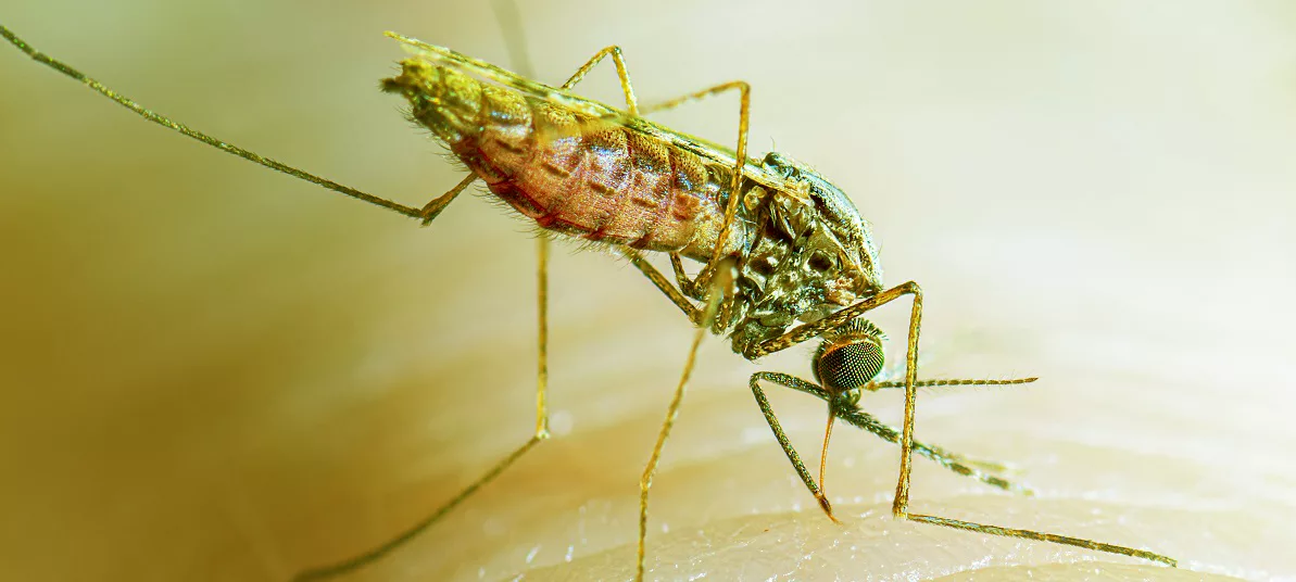 Mosquitoes Found In Iceland For First Time