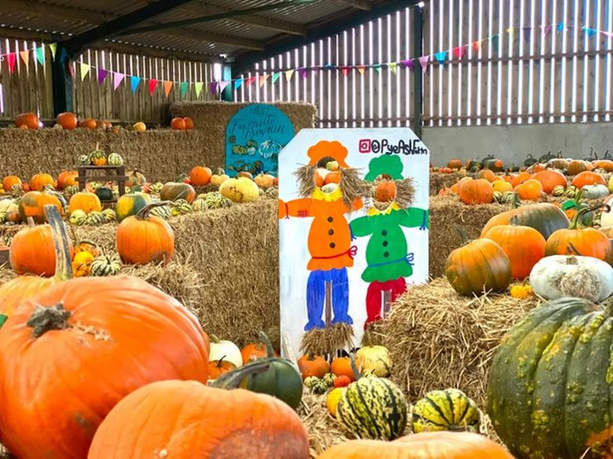 Pumpkin picking places in and around Manchester this Halloween 2025