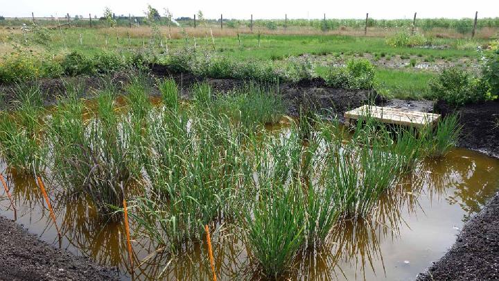 First in History: Rice Grown in British Peatlands