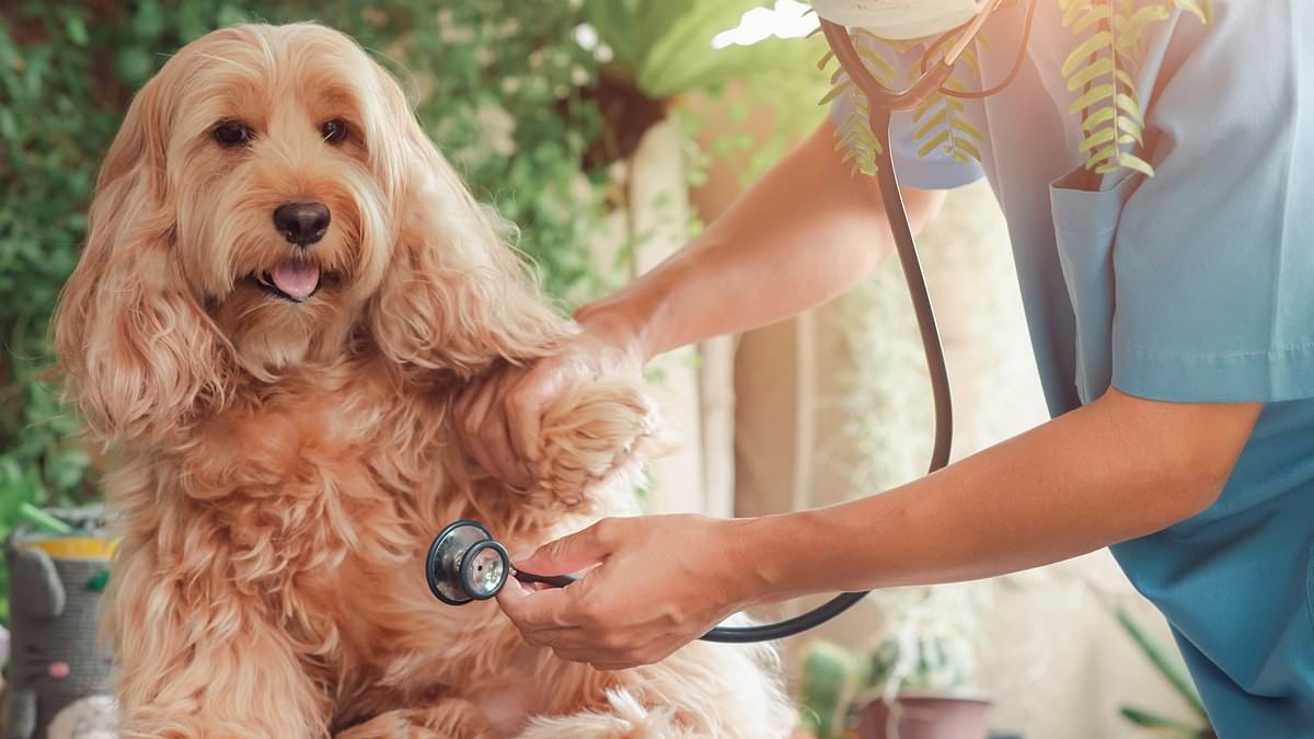 These are the sneaky tricks vets are using to rip you off... and exactly what you need to do to beat them