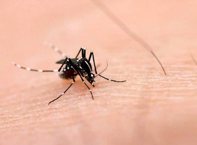 276 new dengue cases reported this month in Sindh so far