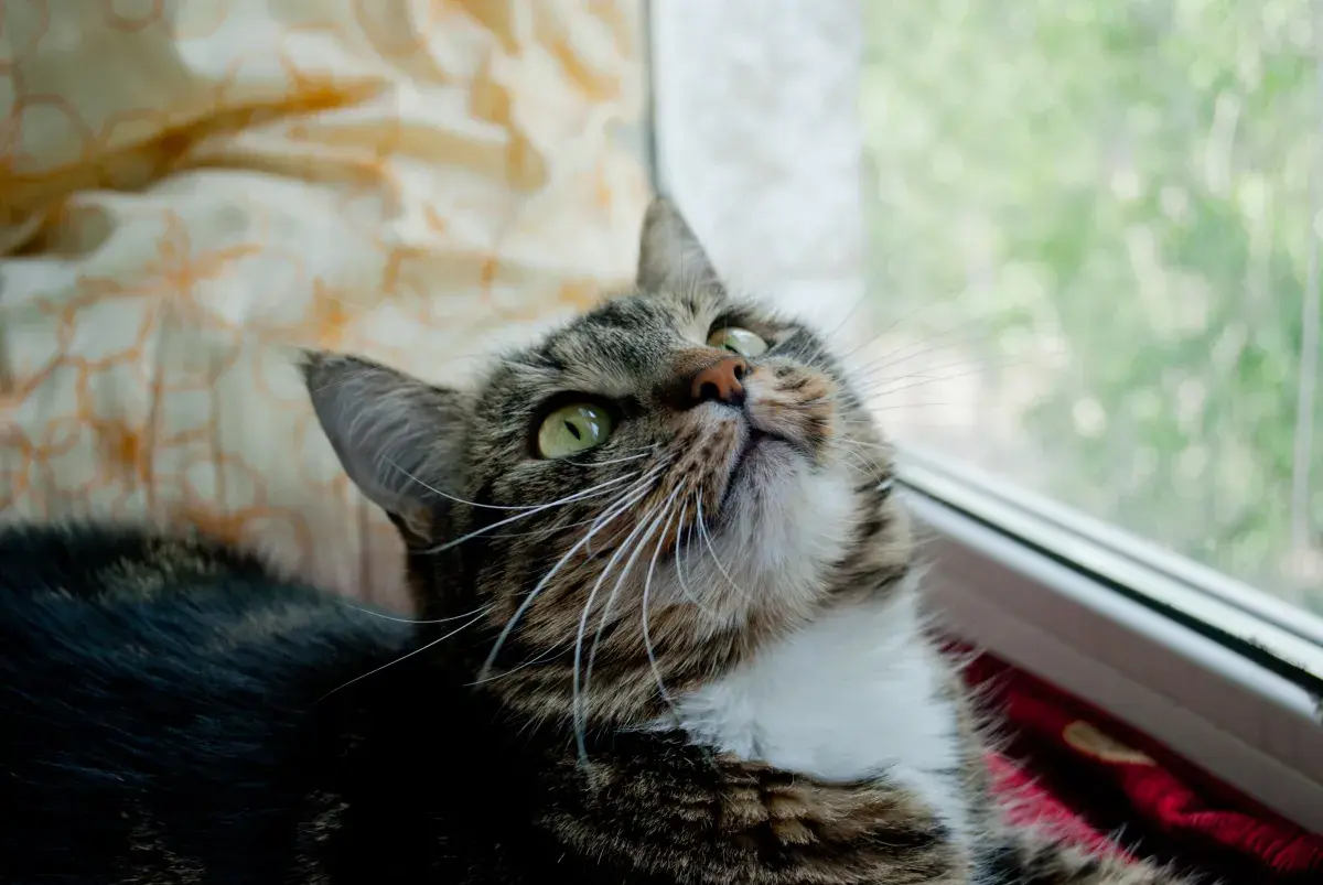Tears at Cat’s Heartwarming Relationship With Unlikely ‘Best Friend’