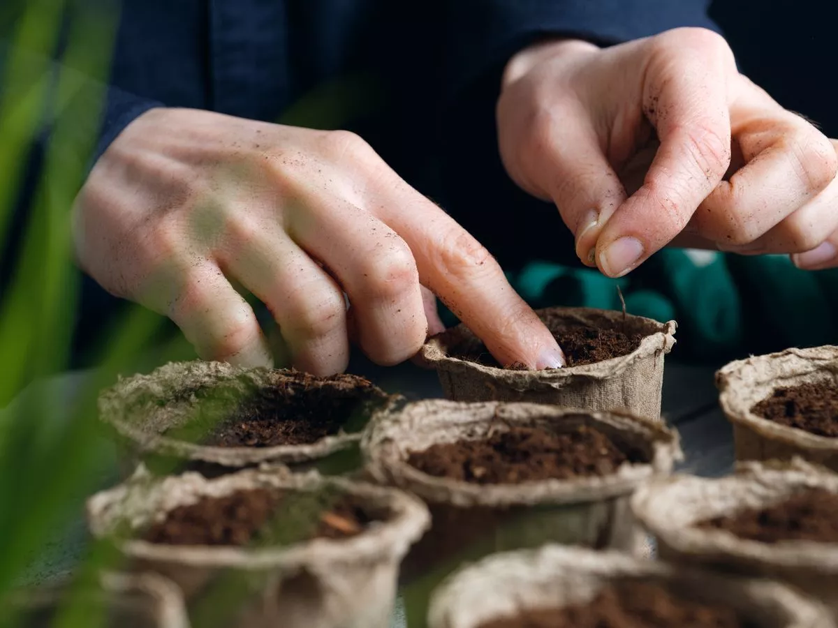 Monty Don's simple hack to get 'free plants' in your garden time and time again