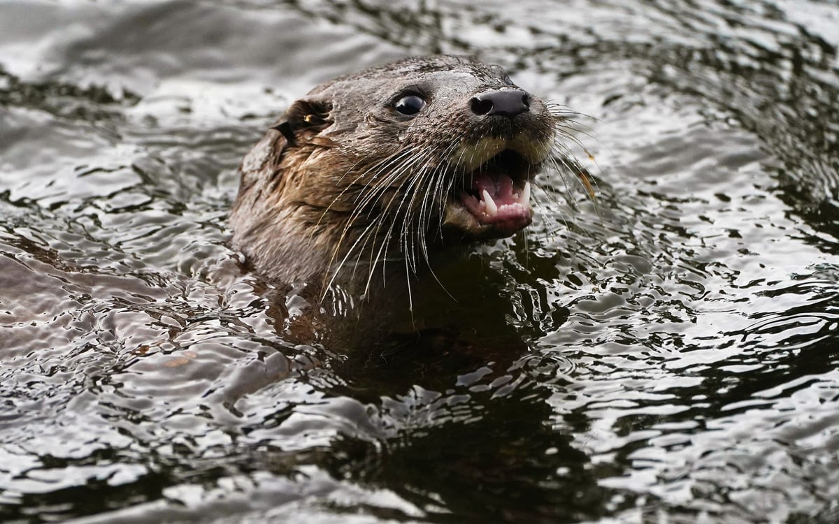 We need legally-binding targets to drive Scotland's nature recovery