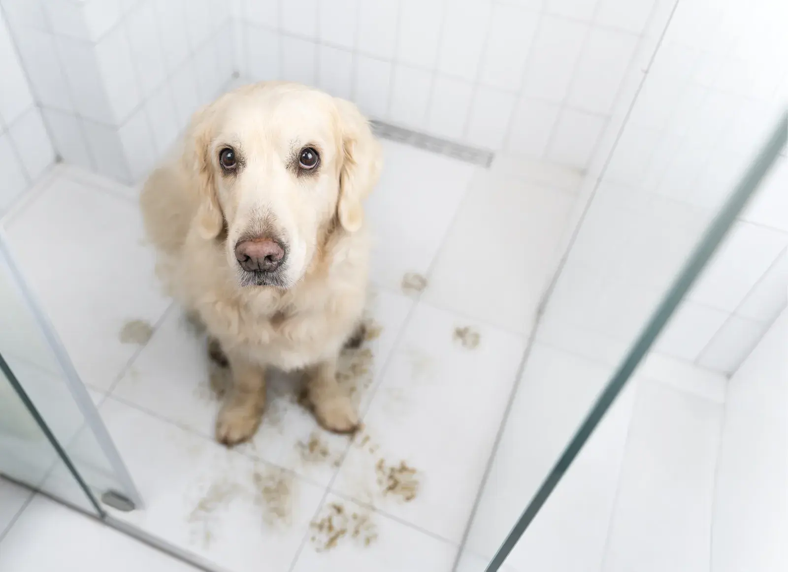 Why Does Your Dog Follow You Into the Shower? Experts Share 2 Possibilities