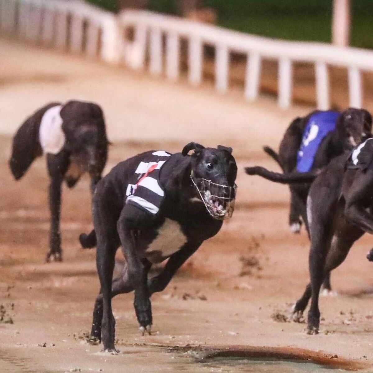 Dog-by-dog guide for the 2025 Irish Derby final