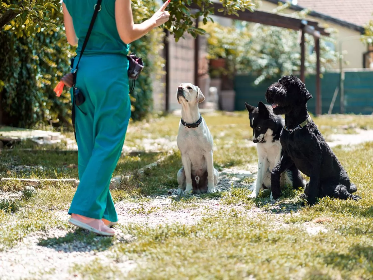 Dog trainer explains difference between male and female dogs - one is more 'stoic'