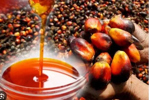 Government to roll out national Oil Palm Plantation policy in 2026