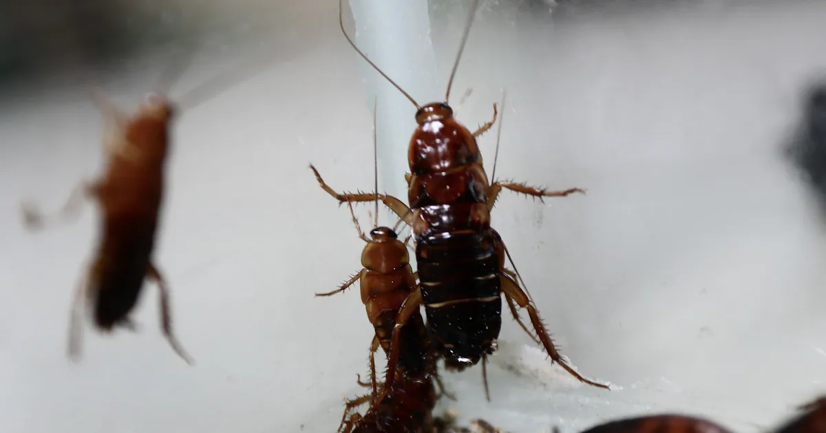 Woman’s Cockroach Burn Attempt Sparks Deadly Apartment Fire