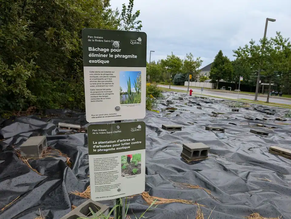 Un combat de titans contre les plantes envahissantes au Québec