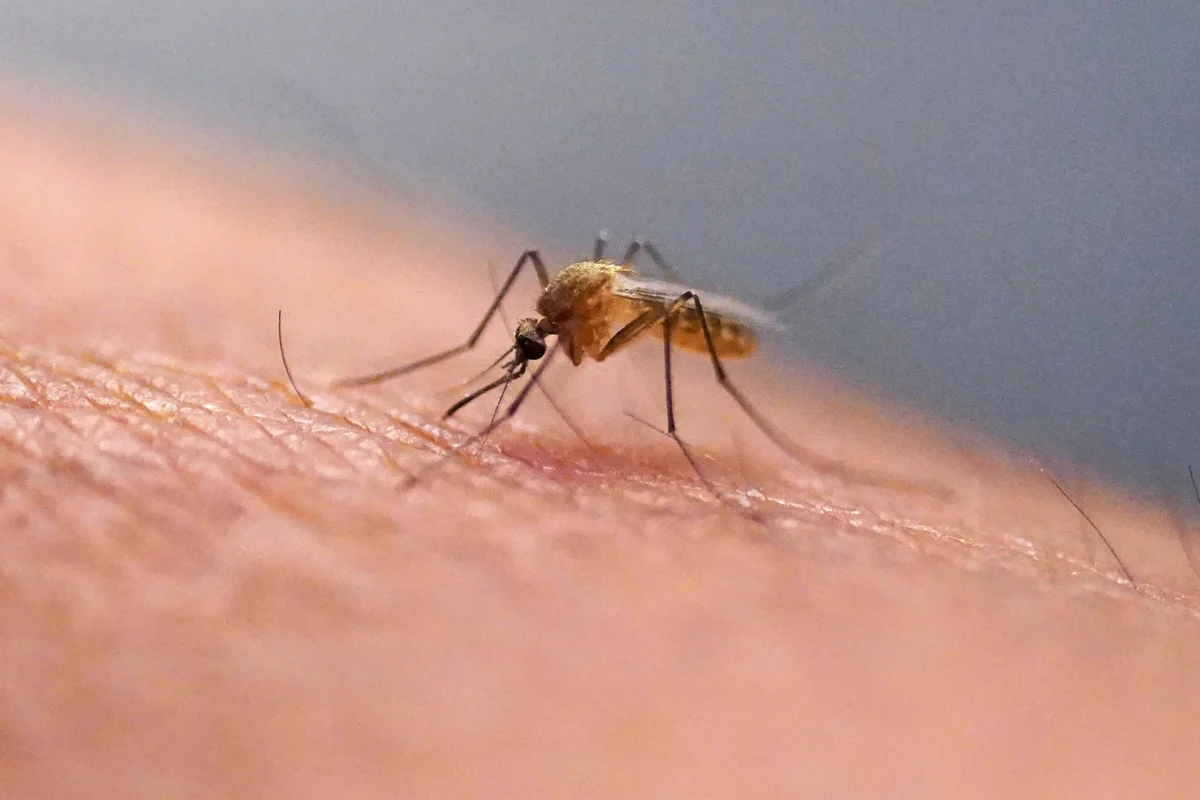 Mosquitoes found in Iceland for first time