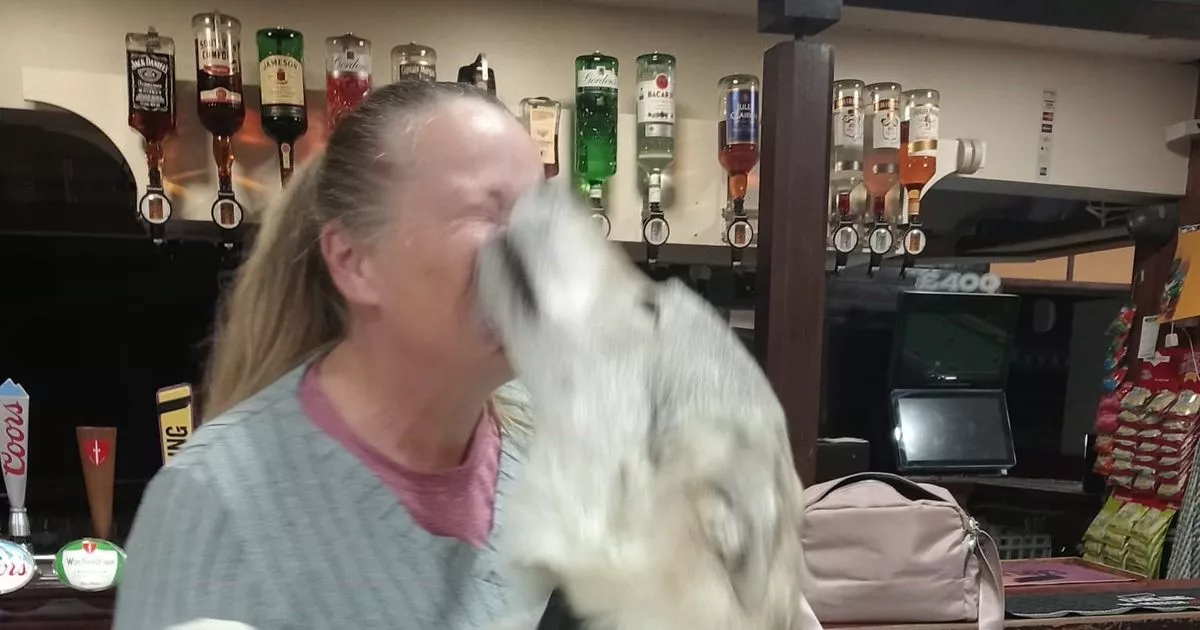 The 'wolfdog' of North Wales that goes to the pub but never howls at the moon