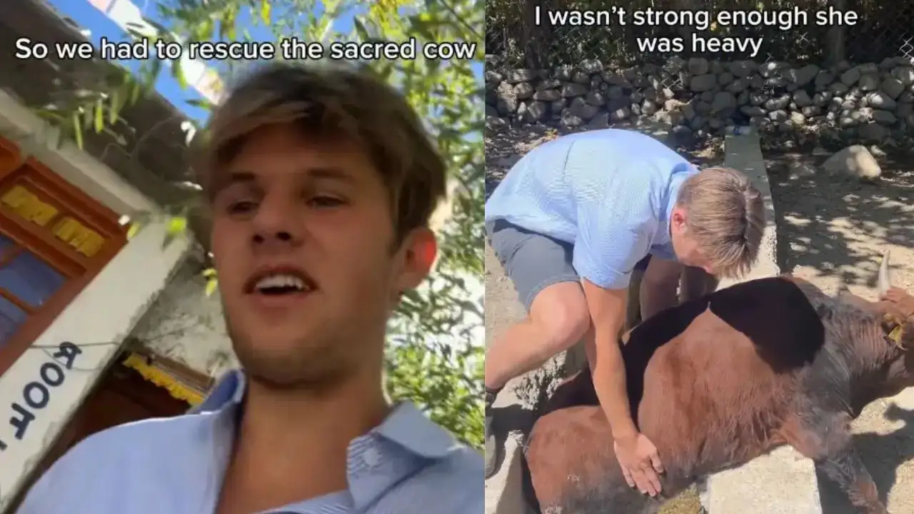 Australian Man Jumps Into Drain To Rescue Cow In India, Melts Hearts Online | Viral Video
