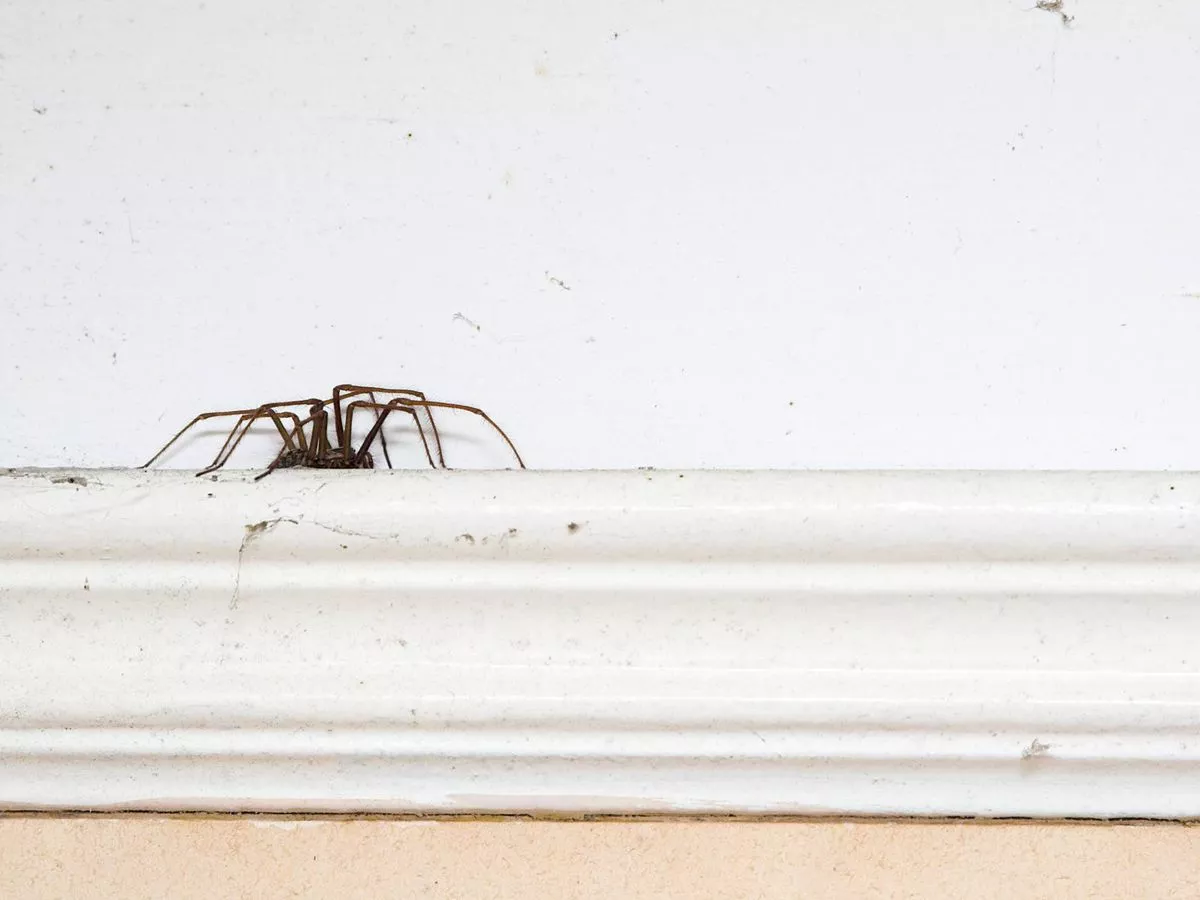 Easy routine change will keep spiders out of your home permanently