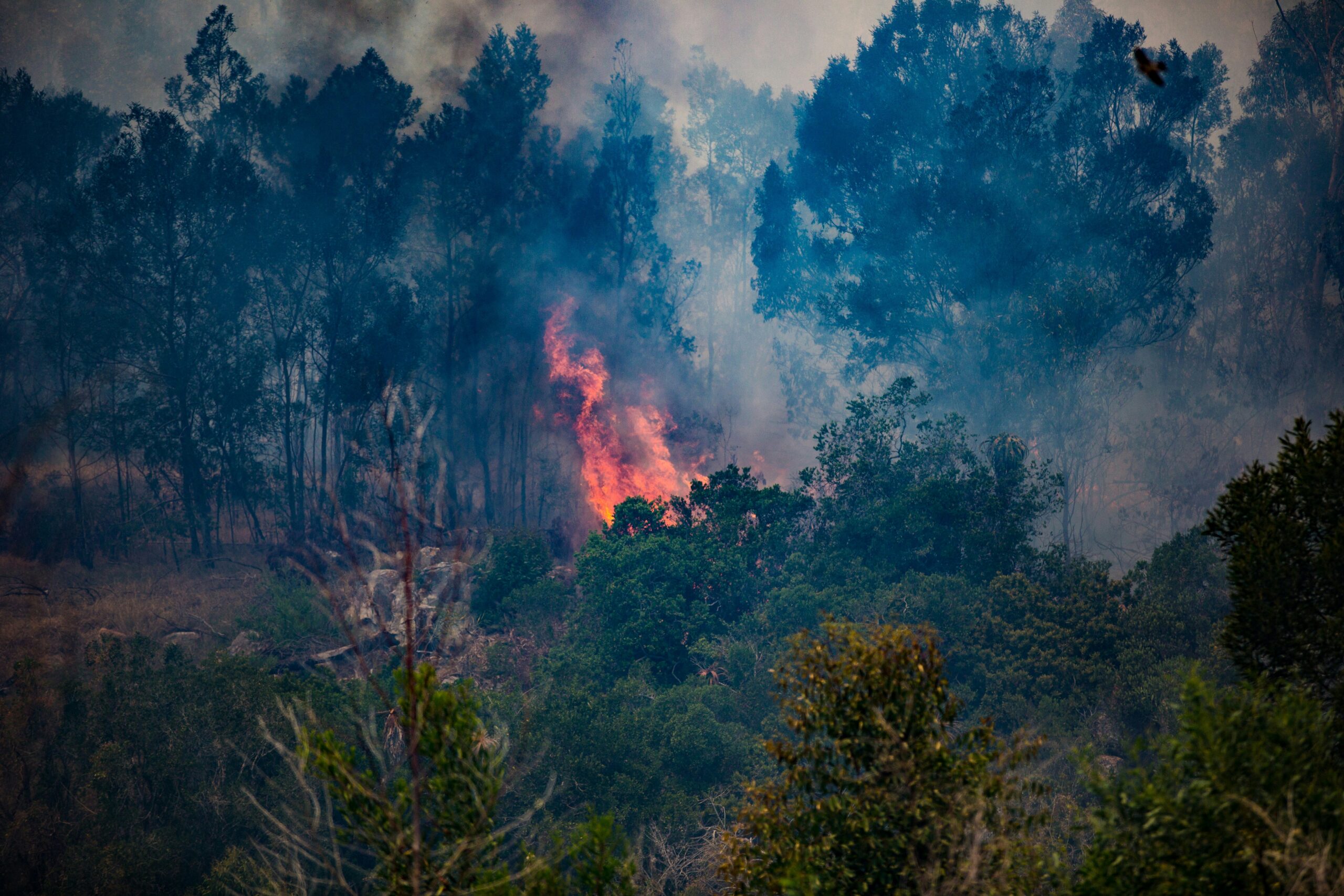 Global Forest Loss Far Off Track From Global Commitments
