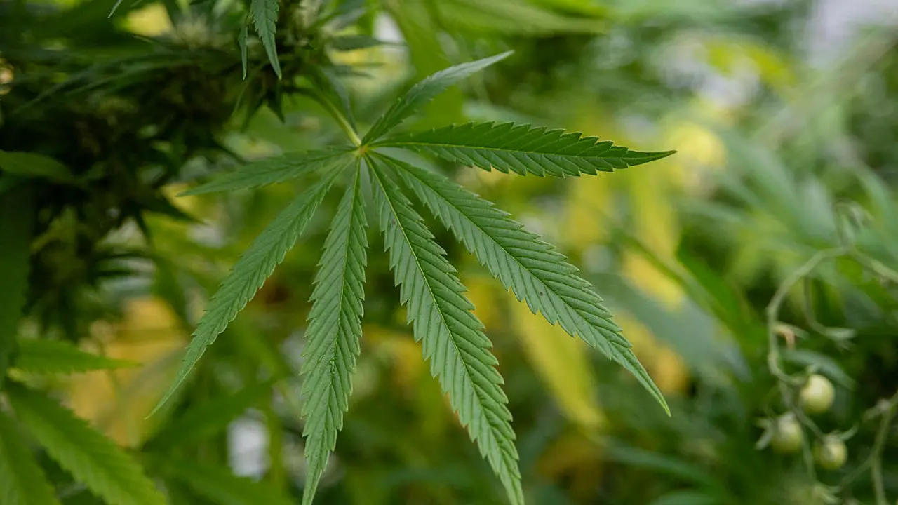 Many young adults turn to cannabis for sleep-but it may backfire