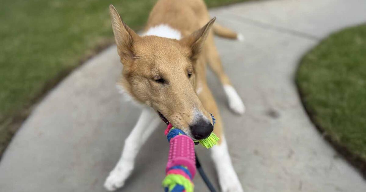 Everything I Googled During My Puppy’s First Two Weeks at Home