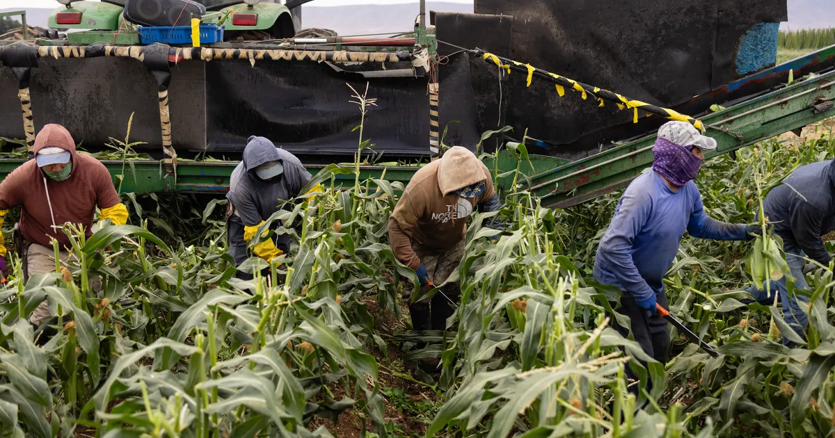 Trump’s Mass-Deportation Mania May Boost Food Prices
