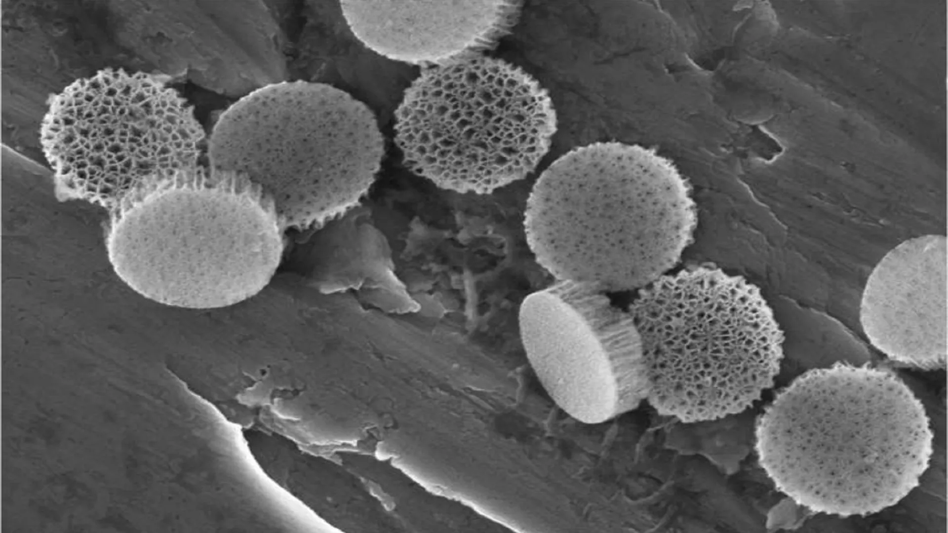 driven materials could allow battery