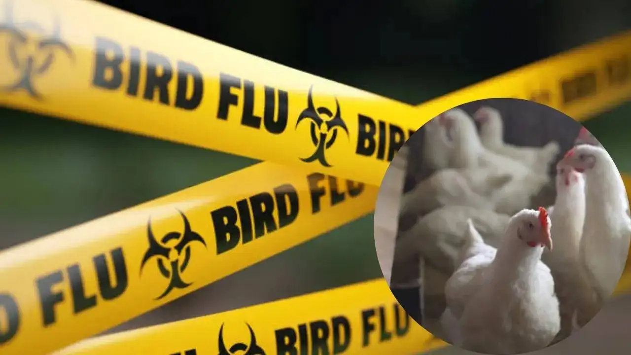 Europe’s Bird Flu Spike: France & Germany on High Alert — Could India Be Affected?