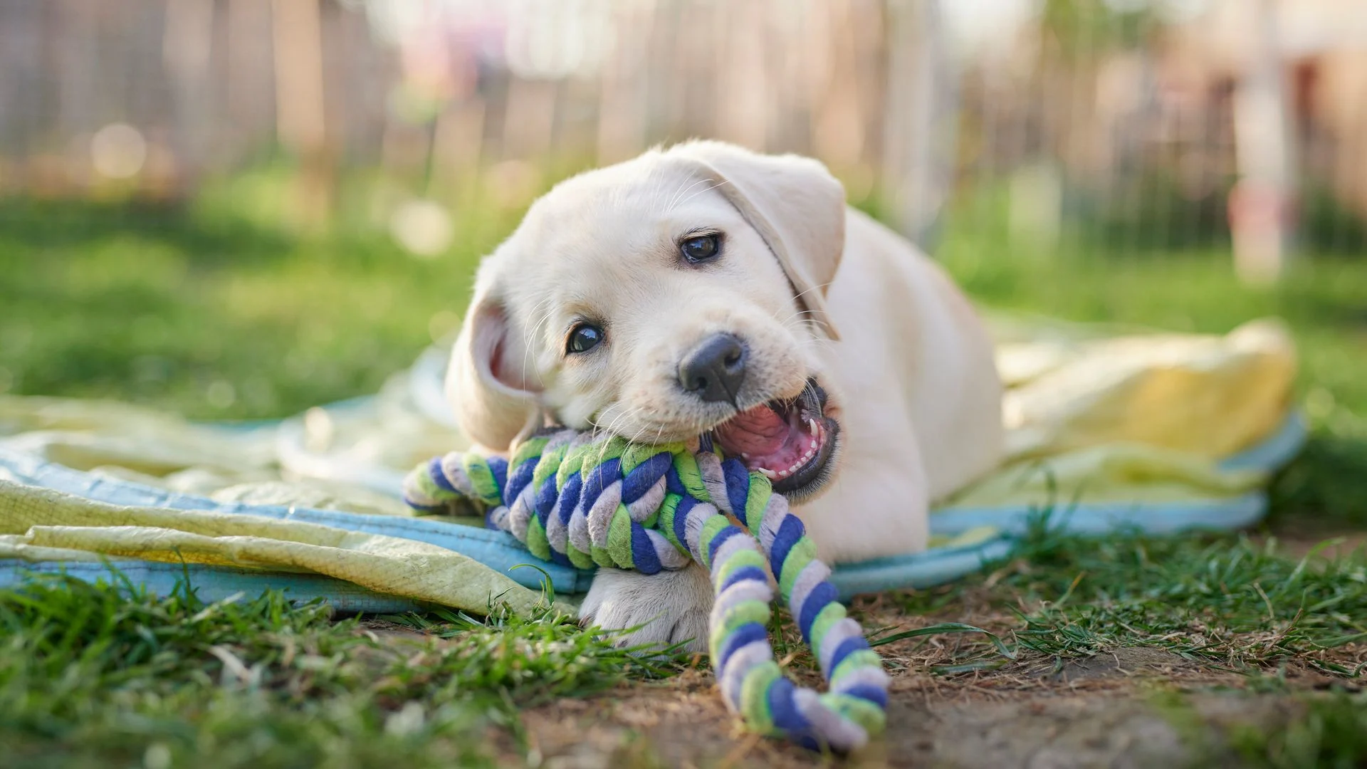 Ultimate guide for first-time dog owners: How to get through the puppy stage, keep them happy, and avoid high vet bills