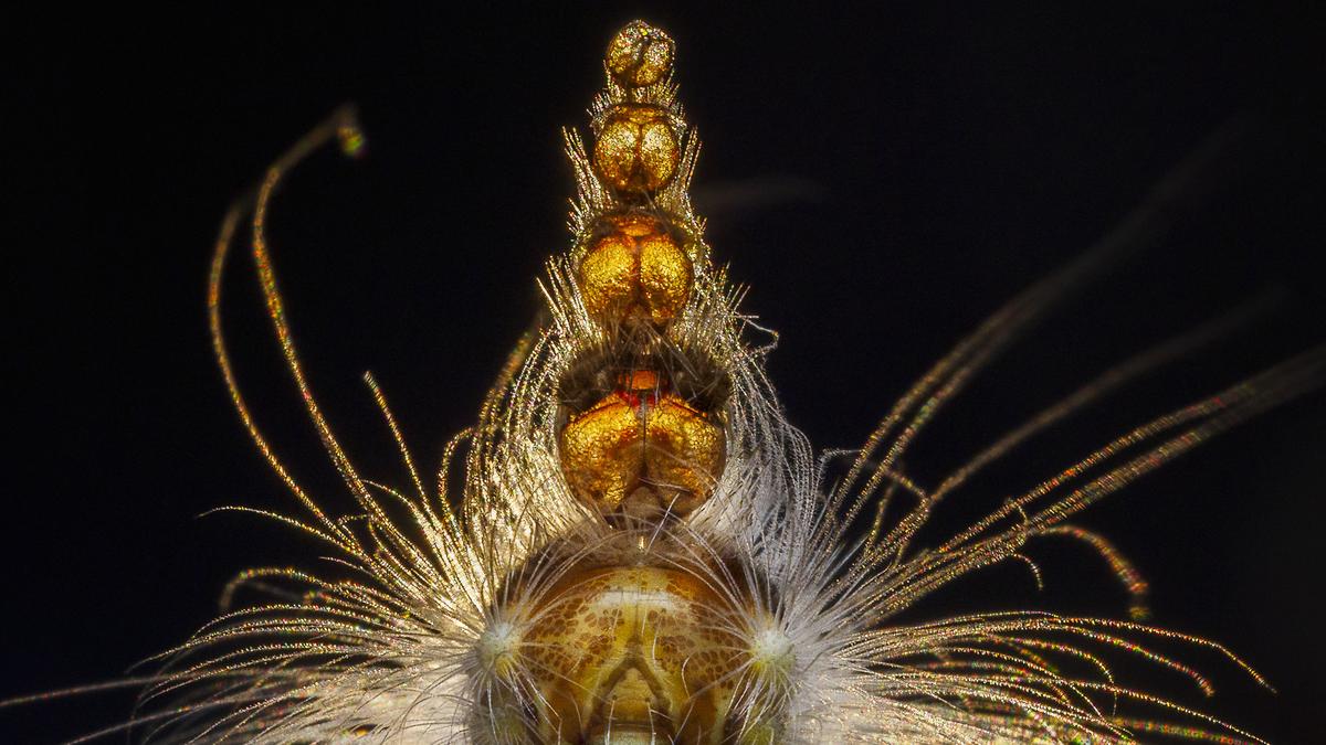 WA photographer wins prize in global Wildlife Photographer of the Year Awards 2025 in London