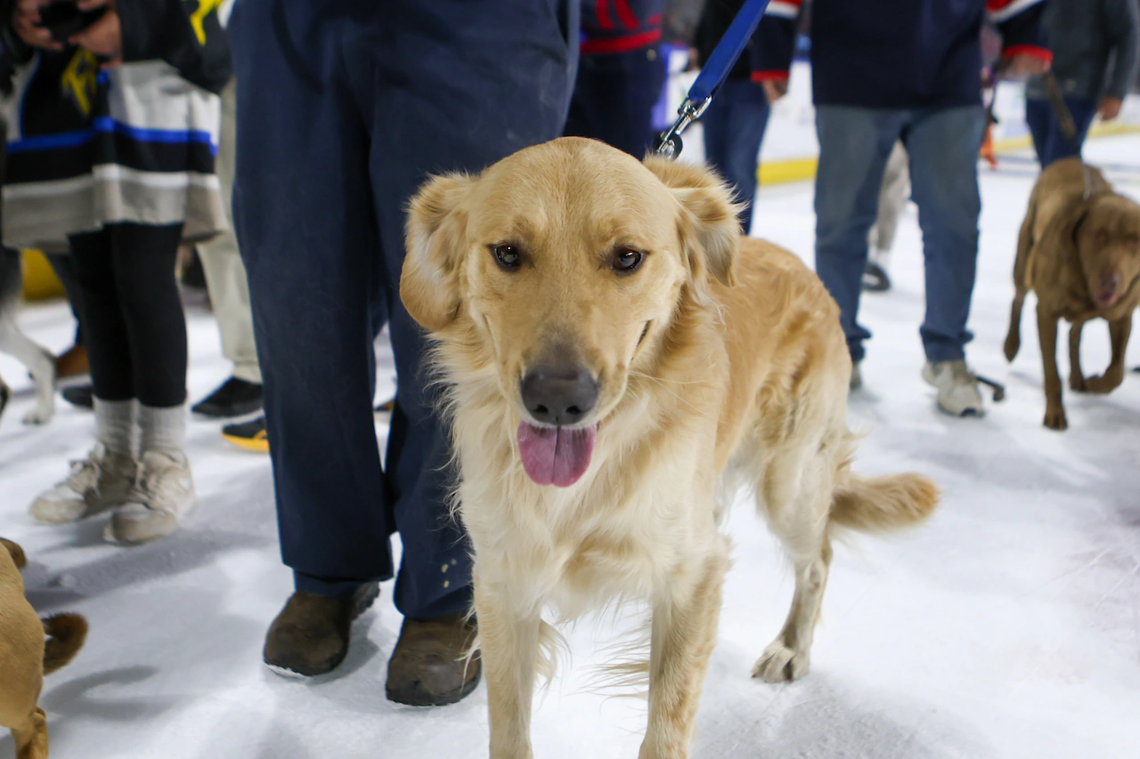 T-Birds establish ‘Luff’s Pups’ partnership with Foundation for TJO Animals