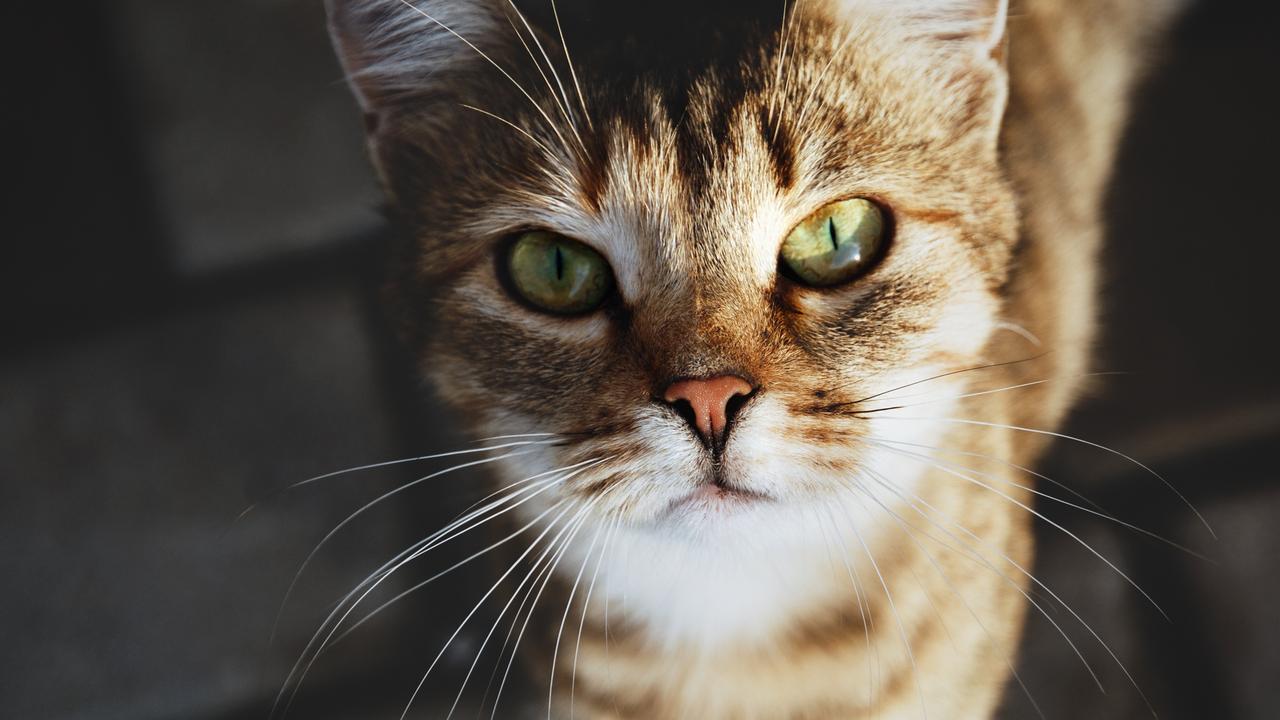 ‘Unmitigated disaster’: Bid to keep cats inside
