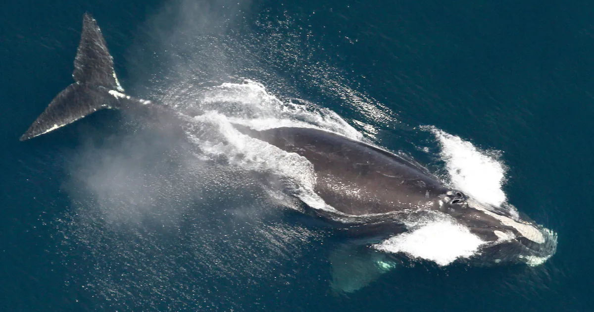 North Atlantic right whale, one of the world’s rarest, sees encouraging population growth