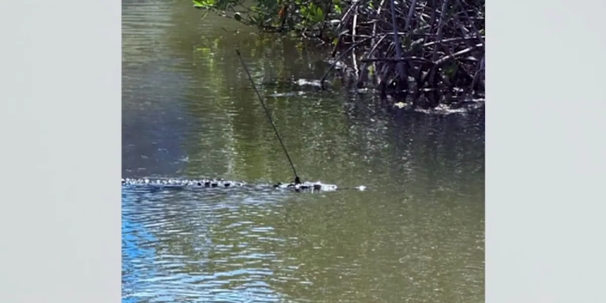 Zoo saves crocodile seen swimming around with spear lodged in its head