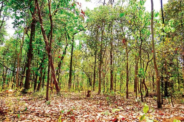 India ranks 9th globally in forest area, retains 3rd spot in annual forest area gain: Minister