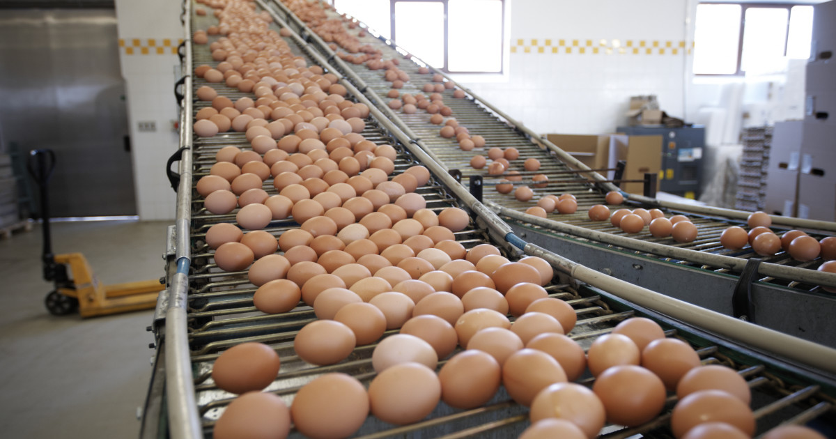 More Than 6 Million Eggs Recalled Amid Salmonella Fears