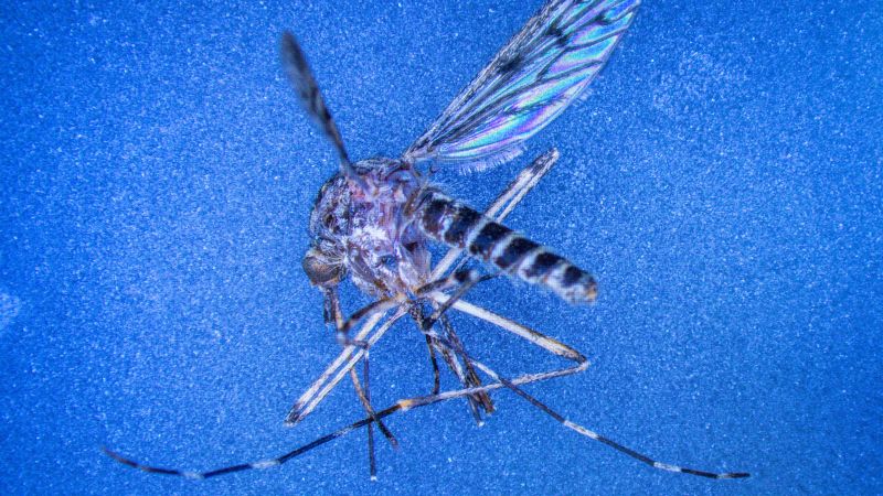 This country was one of the few mosquito-free nations. That just changed