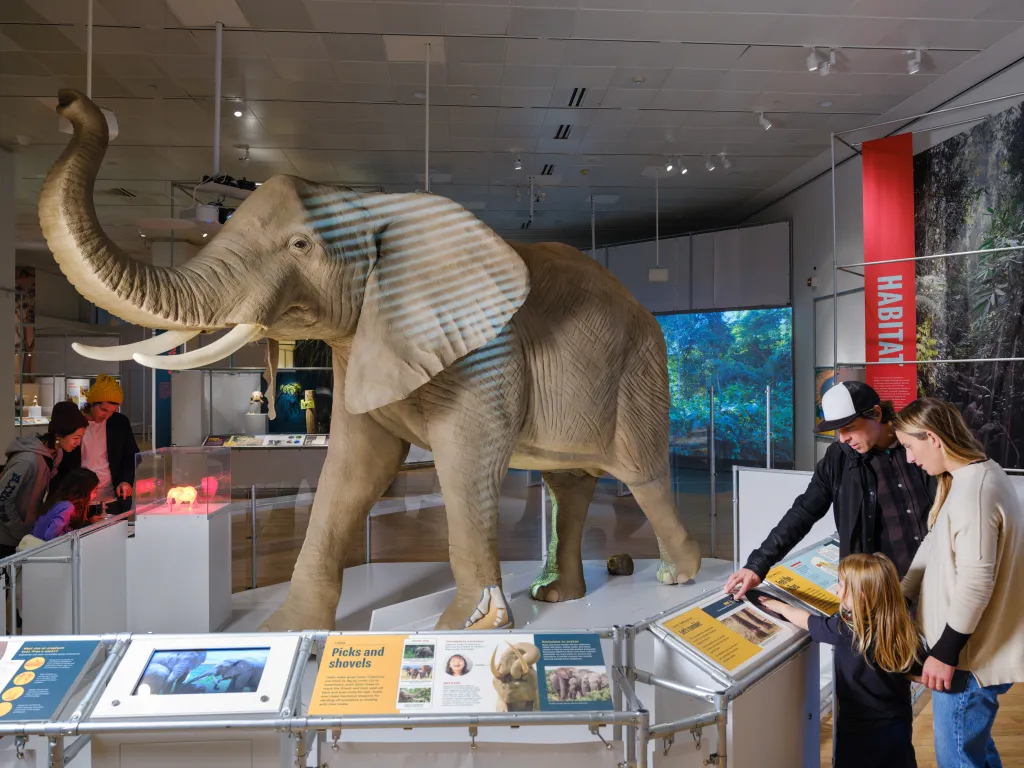 Nuggets party, Bloody Mary fest, elephant exhibit