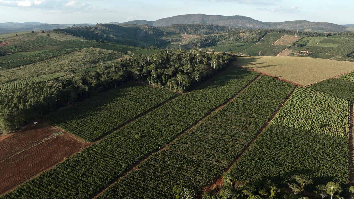 Coffee production may be imperiled as forests are destroyed for more crops