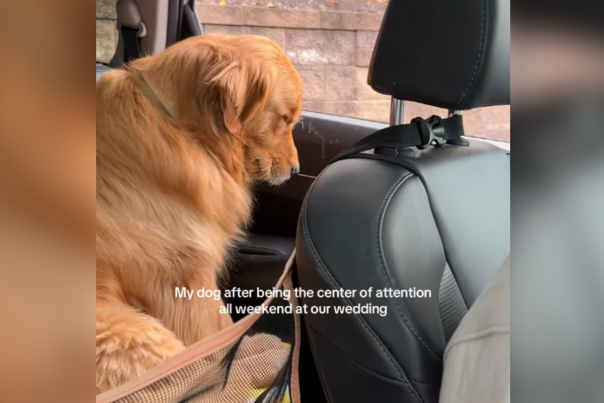 Golden Retriever Exhausted After Owners’ Wedding-His Reaction Melts Hearts